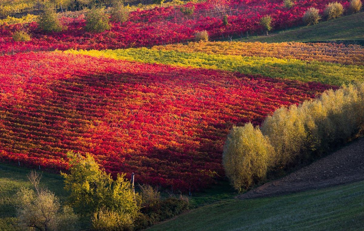 Autumn landscape, colorful vineyards and hills in Castelvetro di Modena, Lambrusco Grasparossa red wine region.